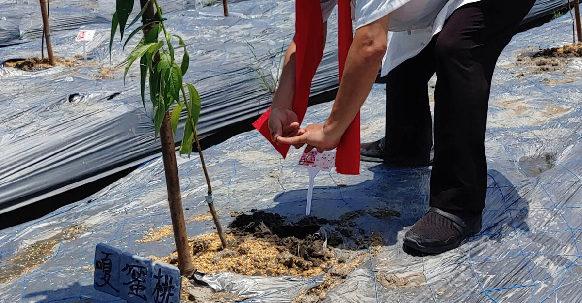 桃花植緣．果園植入